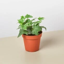 English Ivy 'Glacier' 16 English Ivy 'Glacier' -Plant house 4 IVY GLACIER 4