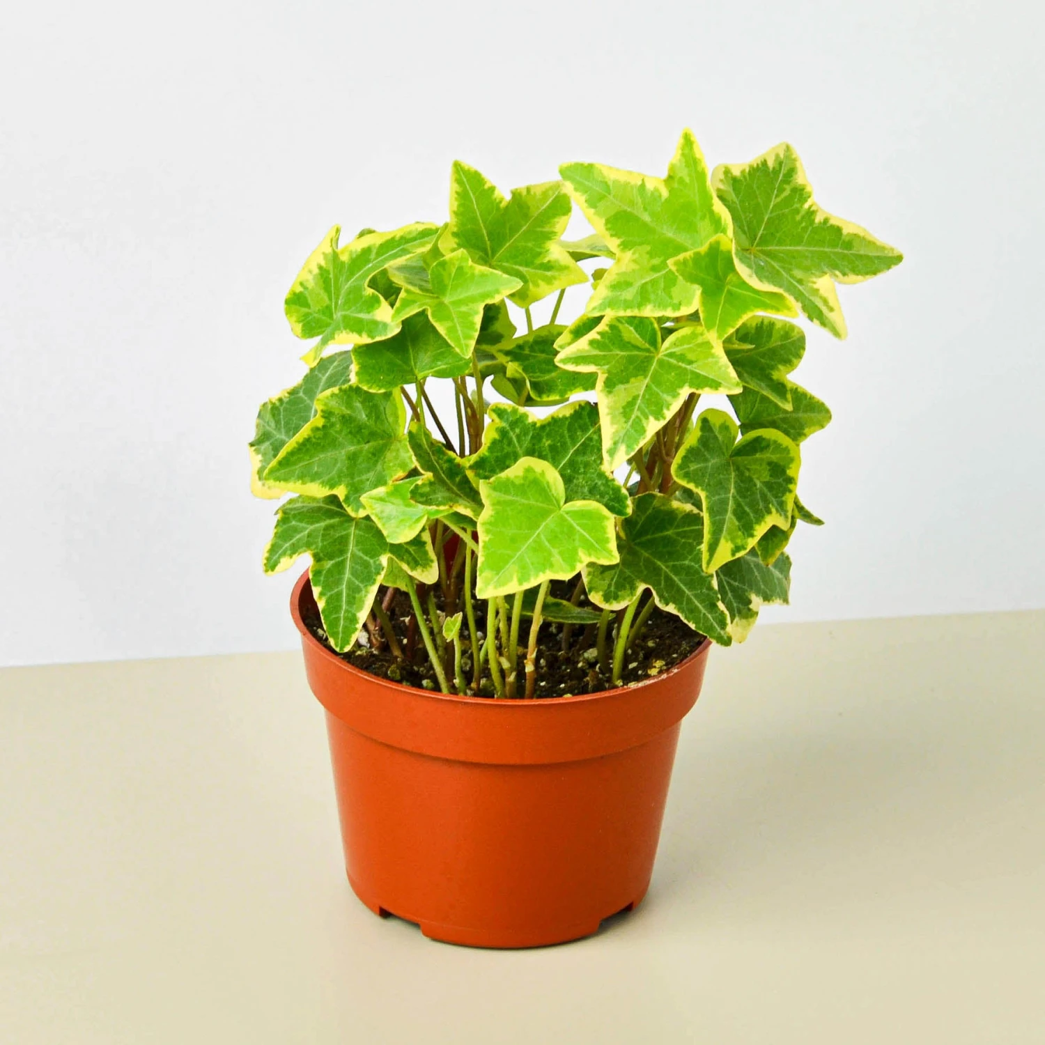 English Ivy 'Gold Child' 1 English Ivy 'Gold Child'