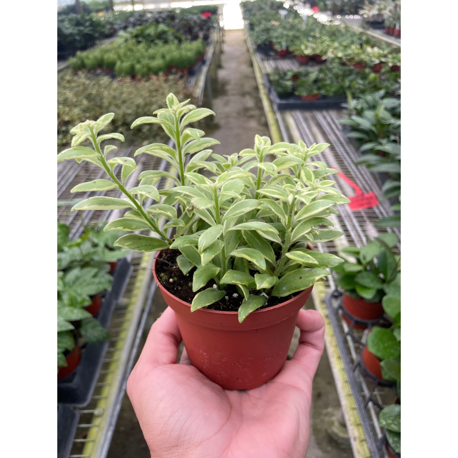 Lipstick 'Bolero Bicolore' 1 Lipstick 'Bolero Bicolore'