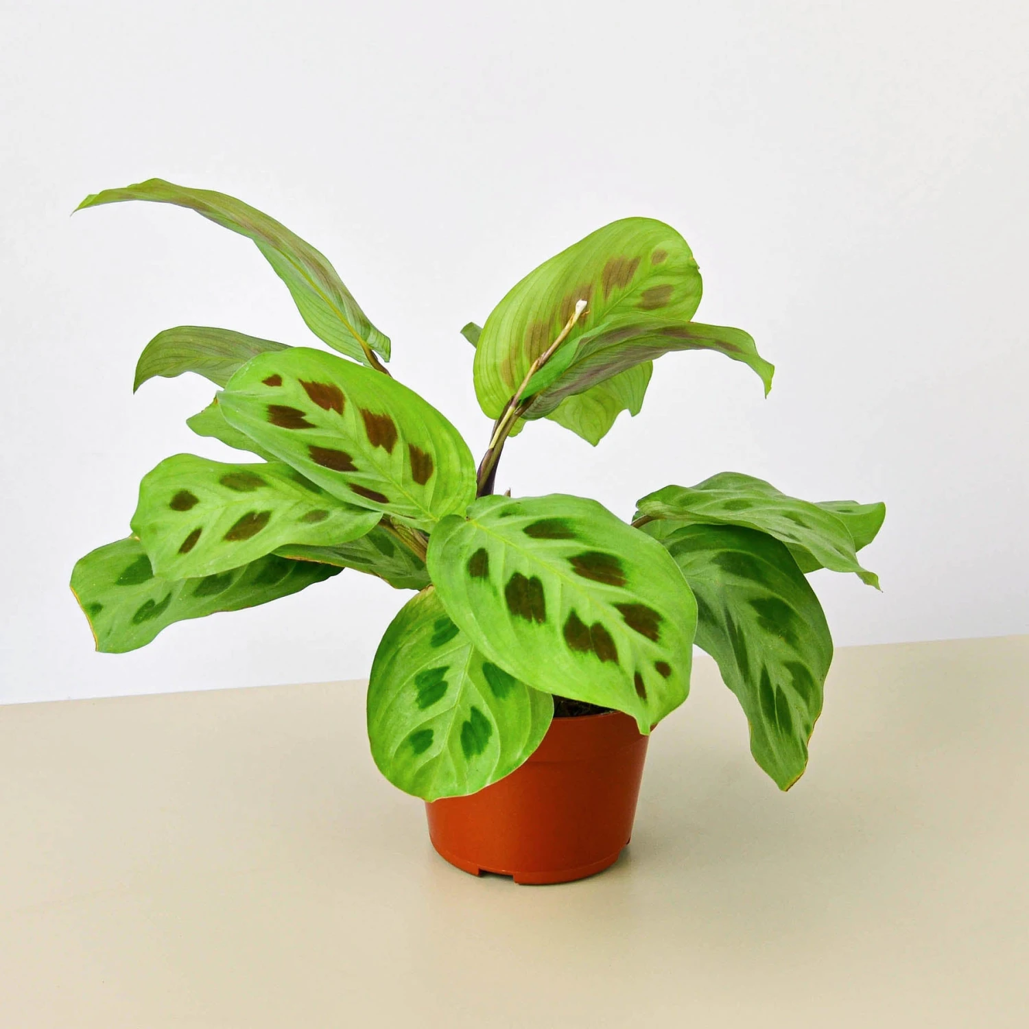 Maranta Leuconeura 1 Maranta Leuconeura