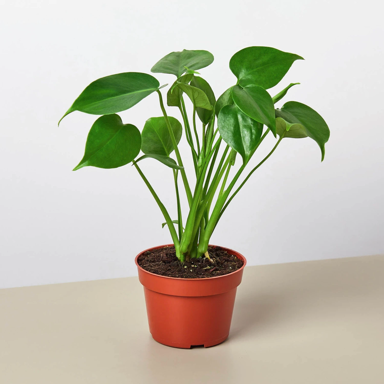 Front Page -Plant house 4 MONSTERA DELICIOSA 1 df4d4ab7 5fe8 4882 8158 85dd9d015de6 1