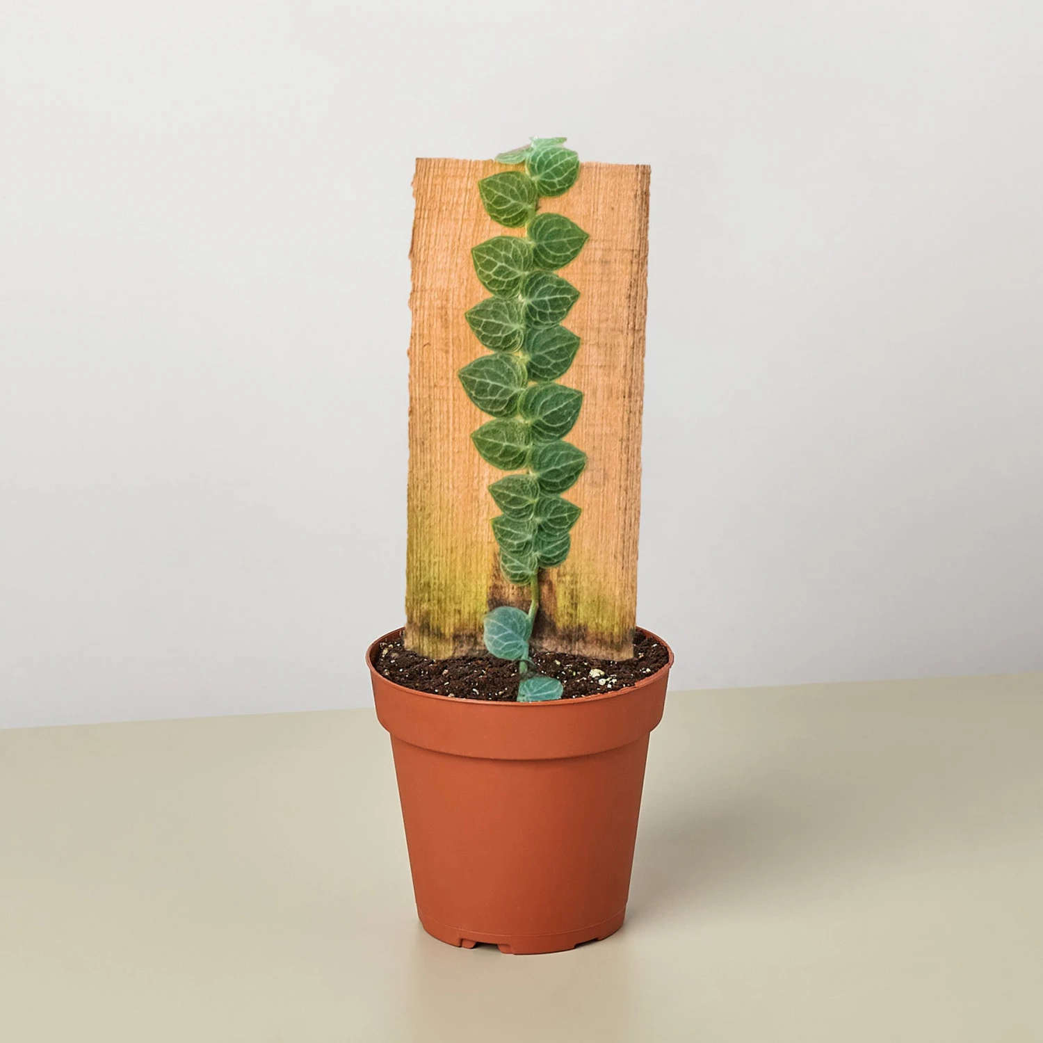 Rhaphidophora 'Cryptantha' (Shingle Plant) 1 Rhaphidophora 'Cryptantha' (Shingle Plant)