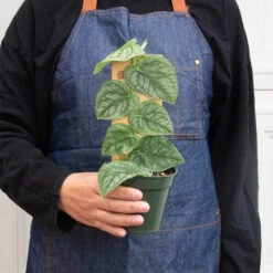 Monstera 'Dubia' (Shingle Plant) -Plant house 4 MONSTERA DUBIA 3