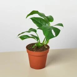 Monstera Bundle -Plant house 4 MONSTERA MINIMA 1
