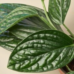 Rare Plant Bundle -Plant house 4 MONSTERA PERU 2 d81818cb 9fe2 4078 9ff8 ff331c6c8b20