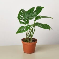 Monstera Bundle -Plant house 4 MONSTERA SWISS.CHEESE 1