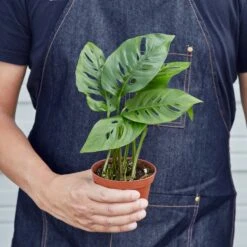 Monstera Adansonii 'Swiss Cheese' 15 Monstera Adansonii 'Swiss Cheese' -Plant house 4 MONSTERA SWISS.CHEESE 3