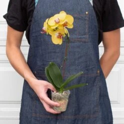 Orchid 'Yellow Phalaenopsis' -Plant house 4 ORCHID PHALAENOPSIS YELLOW 3