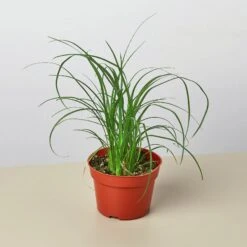 Palm Ponytail -Plant house 4 PALM PONYTAIL 1 f2cbda6e a6d2 4ac5 8ffb 29ad7a4d955f