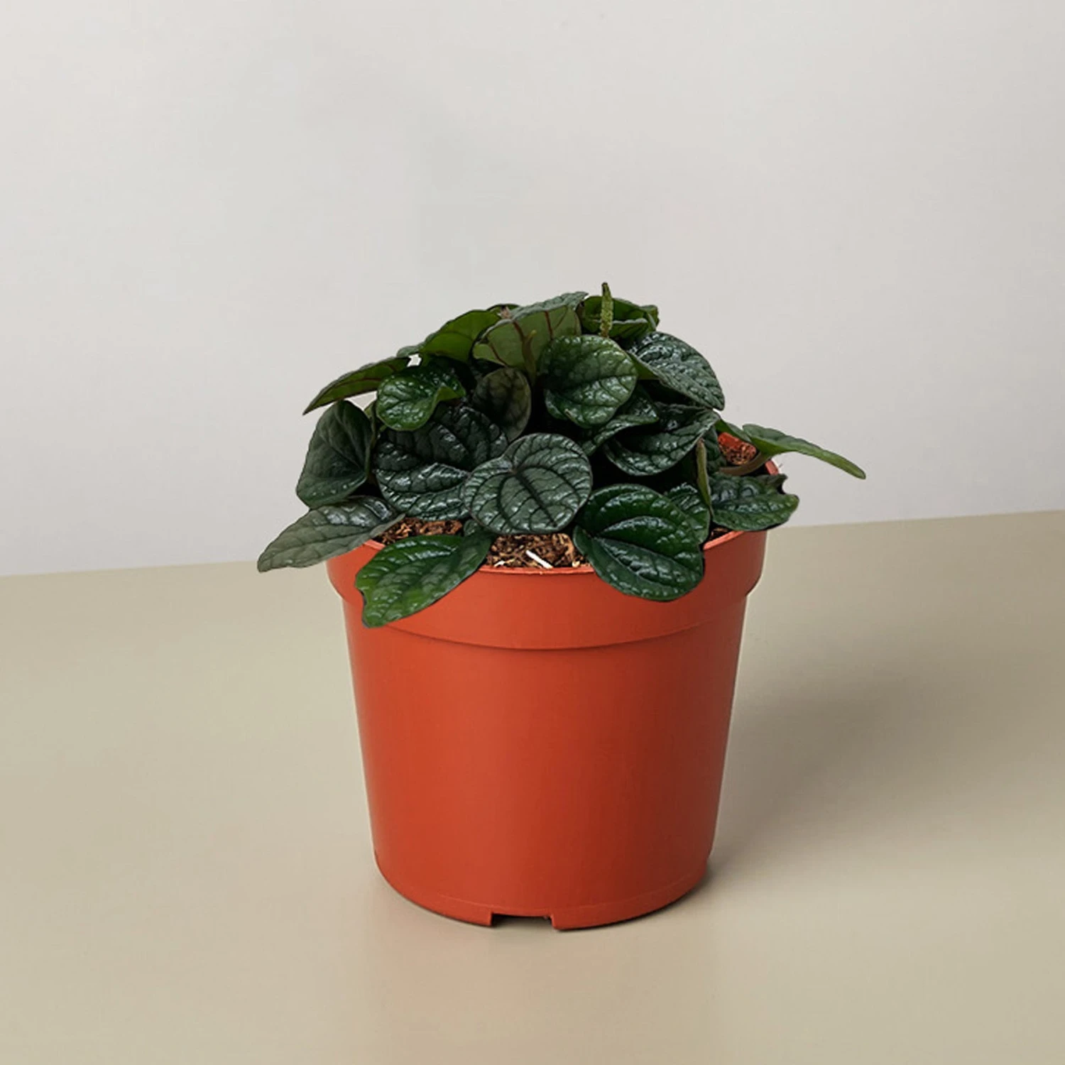 Peperomia Greyhound 1 Peperomia Greyhound