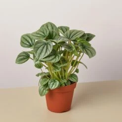 Peperomia 'Frost 9 Peperomia 'Frost -Plant house 4 PEPEROMIA PLATINUM 1