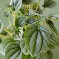 Peperomia 'Frost 10 Peperomia 'Frost -Plant house 4 PEPEROMIA PLATINUM 2