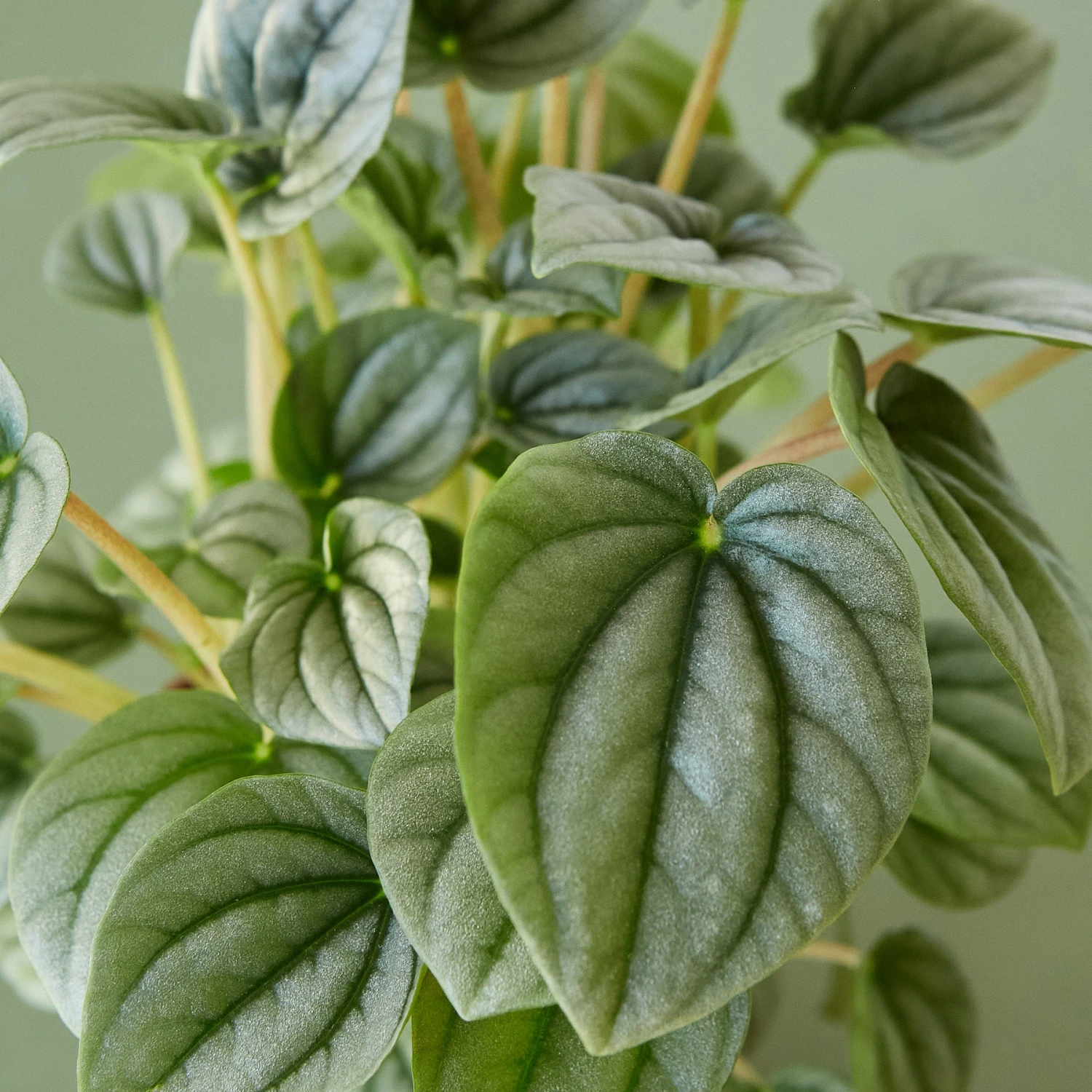Peperomia 'Frost 5 Peperomia 'Frost - Image 5