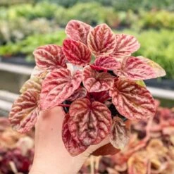 Peperomia 'Quito' 6 Peperomia 'Quito' -Plant house 4 PEPEROMIA QUITO 4.1