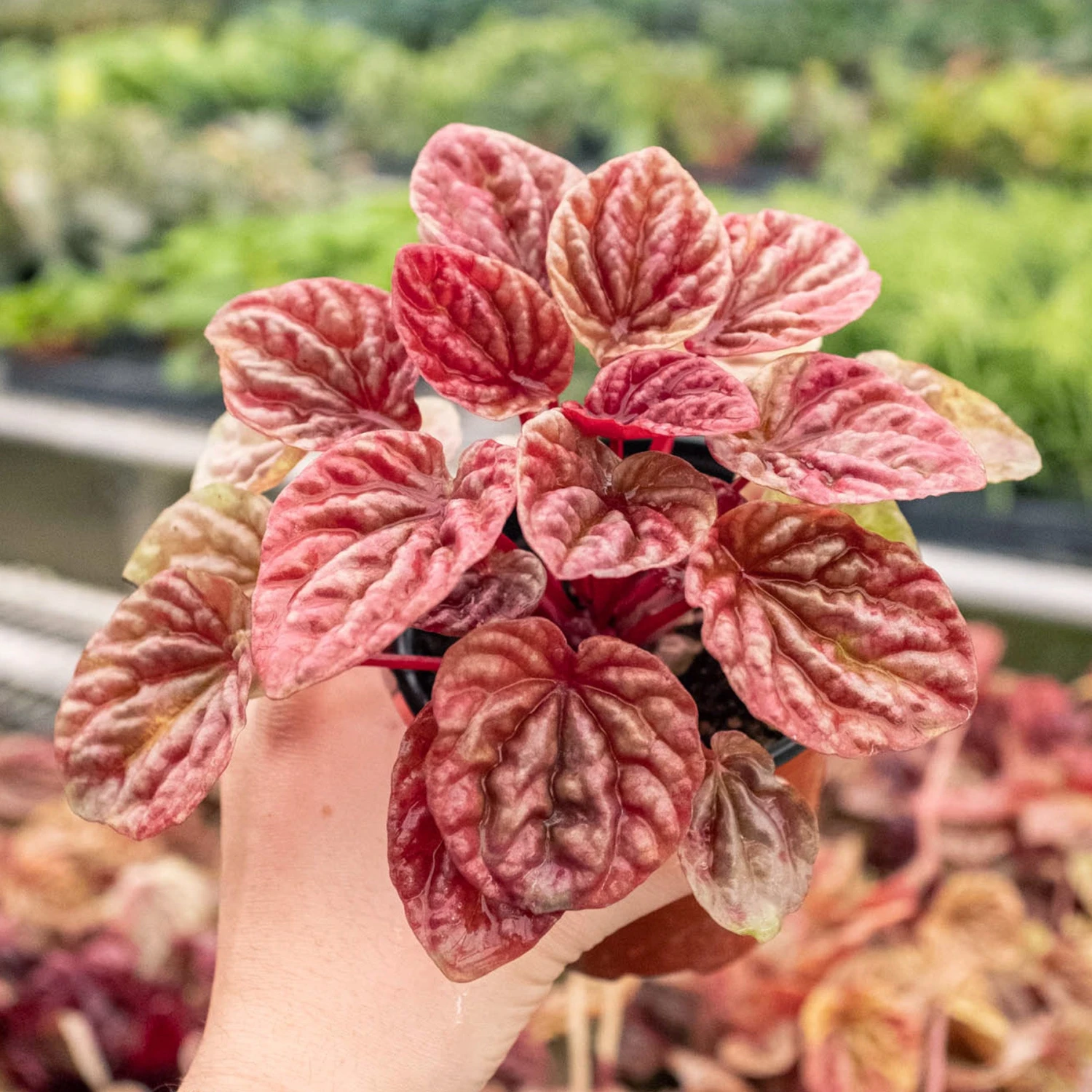 Peperomia 'Quito' 3 Peperomia 'Quito' - Image 3