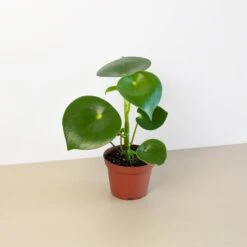 Peperomia 'Raindrop'