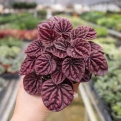 Peperomia 'Ripple Red' -Plant house 4 PEPEROMIA RIPPLE.RED 4