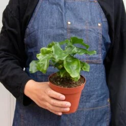 Philodendron 'Atom' 11 Philodendron 'Atom' -Plant house 4 PHILODENDRON ATOM 3 fa0fcf04 fa57 4643 838e b6dd80a35558