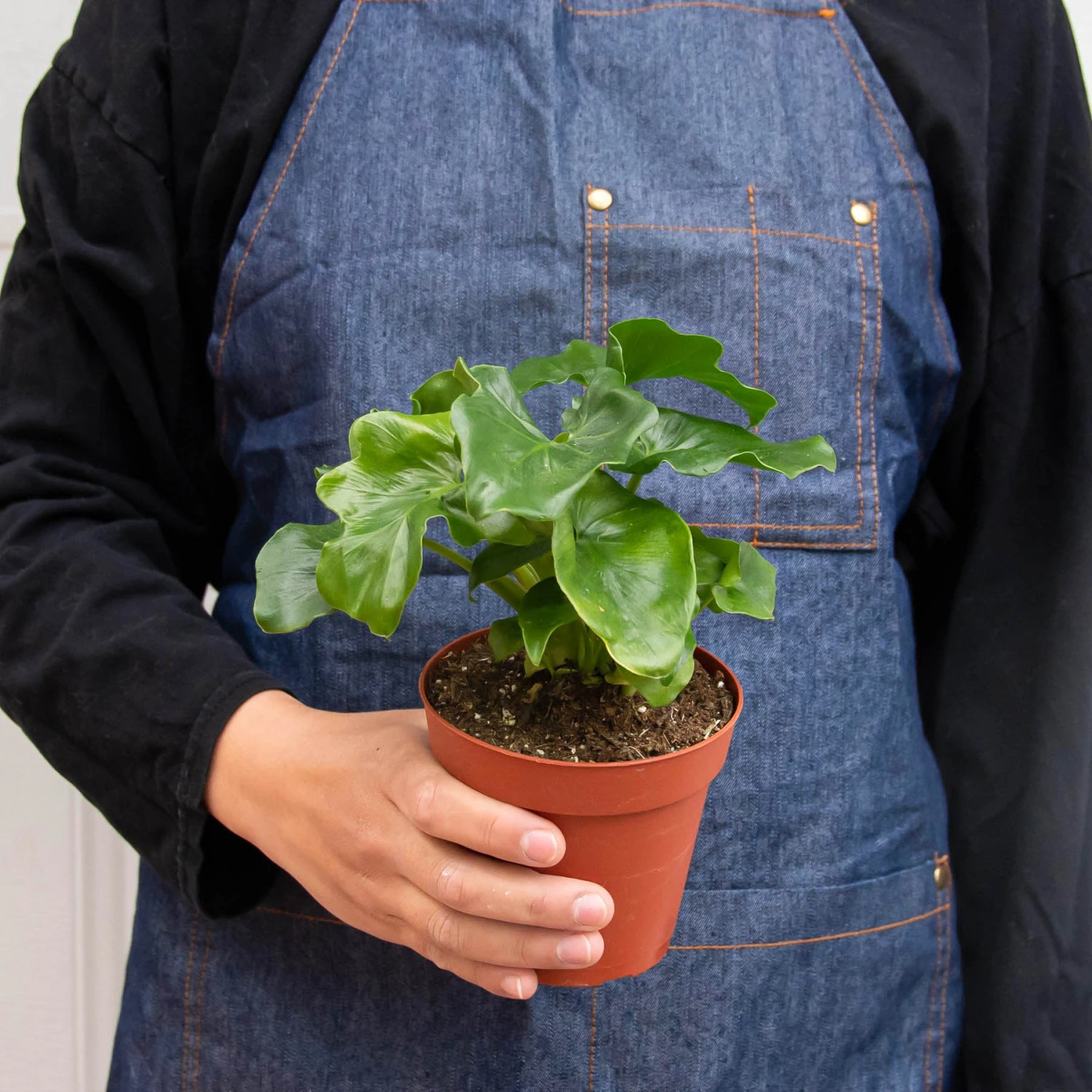 Philodendron 'Atom' 6 Philodendron 'Atom' - Image 6