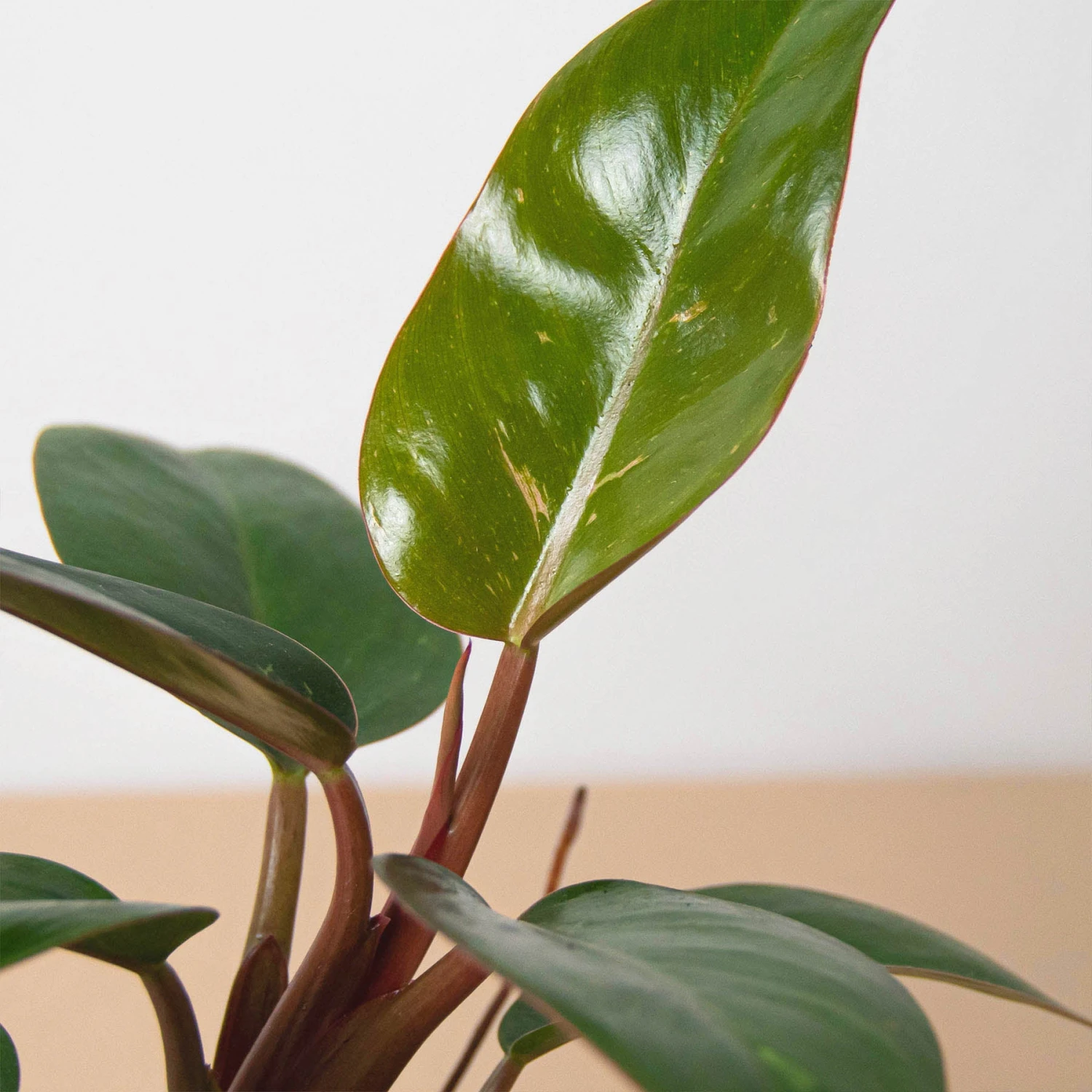 Philodendron 'Birkin Pink' 2 Philodendron 'Birkin Pink' - Image 2