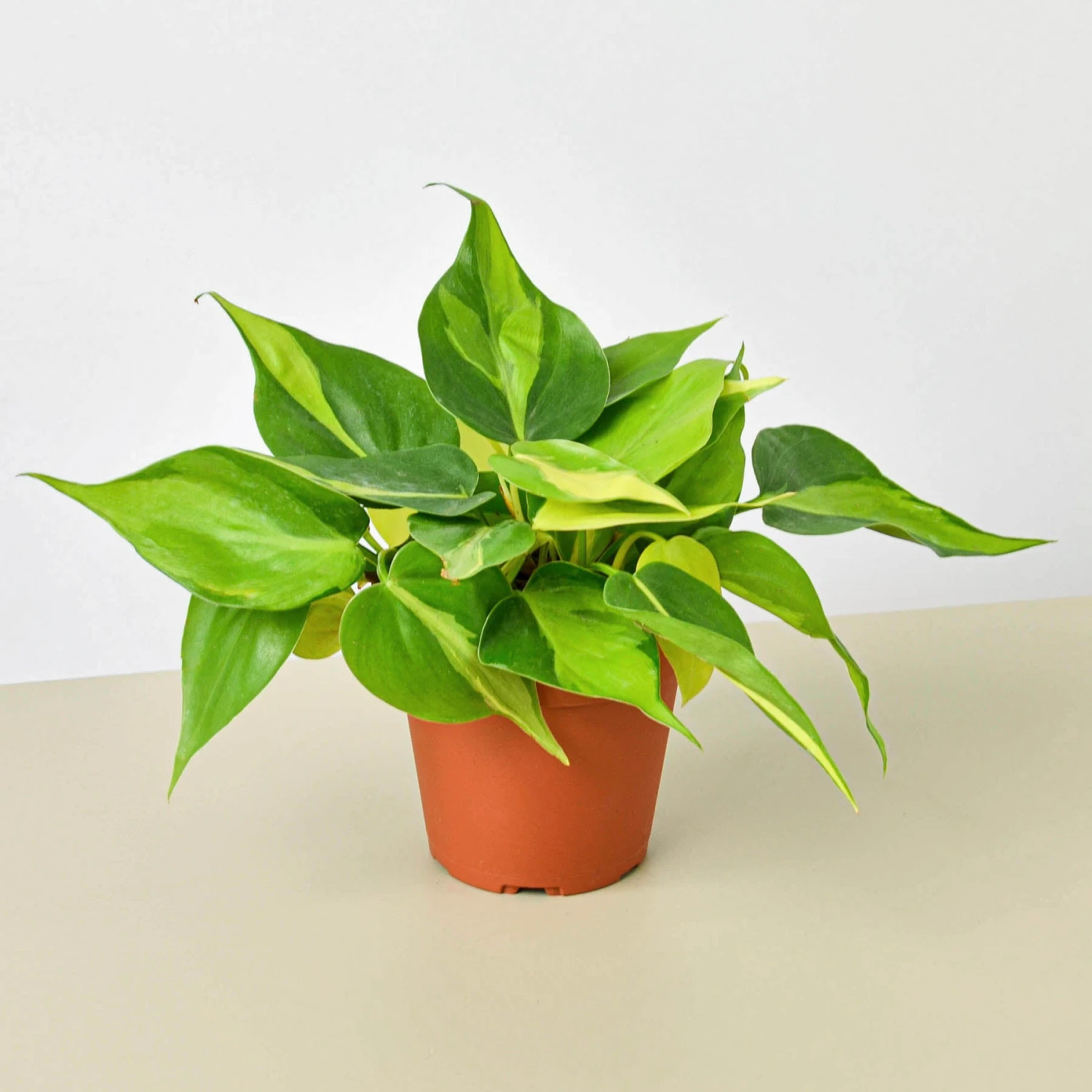 Philodendron 'Brasil' 1 Philodendron 'Brasil'