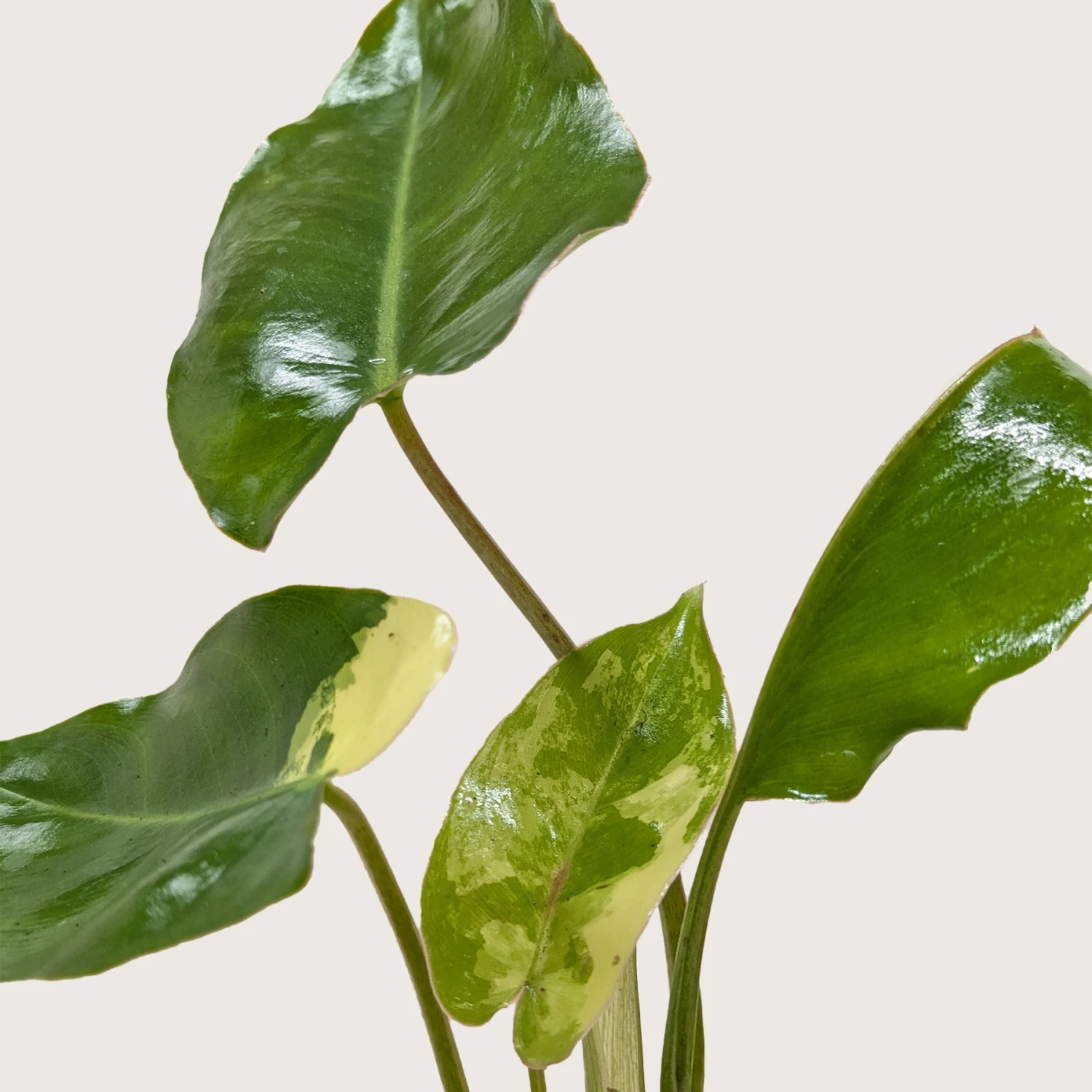 Philodendron Burle Marx Albo 2 Philodendron Burle Marx Albo - Image 2