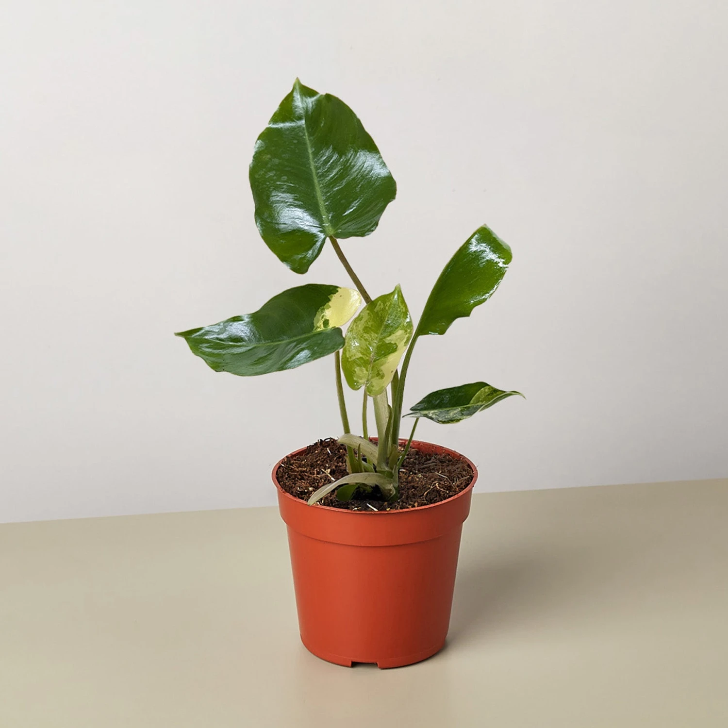 Philodendron Burle Marx Albo 1 Philodendron Burle Marx Albo