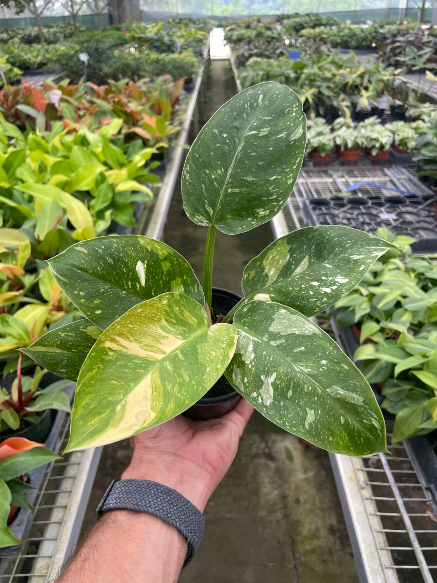 Philodendron 'Congo Nuclear' 1 Philodendron 'Congo Nuclear'