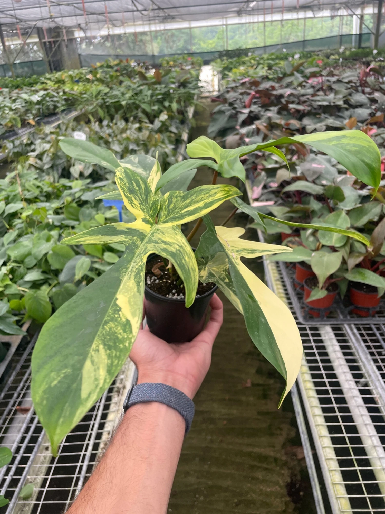 Philodendron Florida Beauty Variegated 1 Philodendron Florida Beauty Variegated