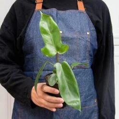 Philodendron 'Florida Green' 5 Philodendron 'Florida Green' -Plant house 4 PHILODENDRON FLORIDA GREEN 3 30dd00d4 e393 4759 8982 447ed3469869