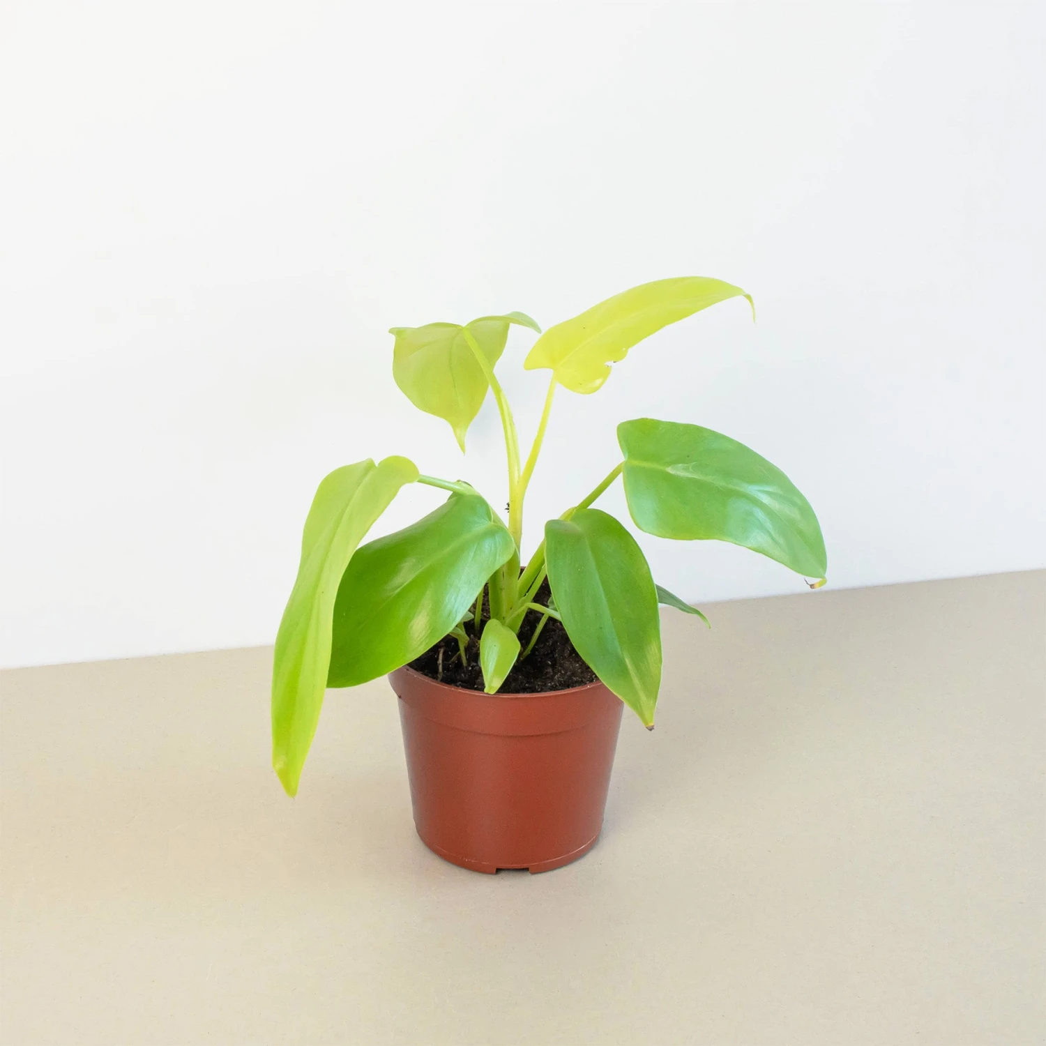 Philodendron 'Gold Violin' 1 Philodendron 'Gold Violin'