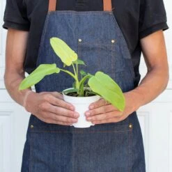 Philodendron 'Gold Violin' 5 Philodendron 'Gold Violin' -Plant house 4 PHILODENDRON GOLD.VIOLIN 3