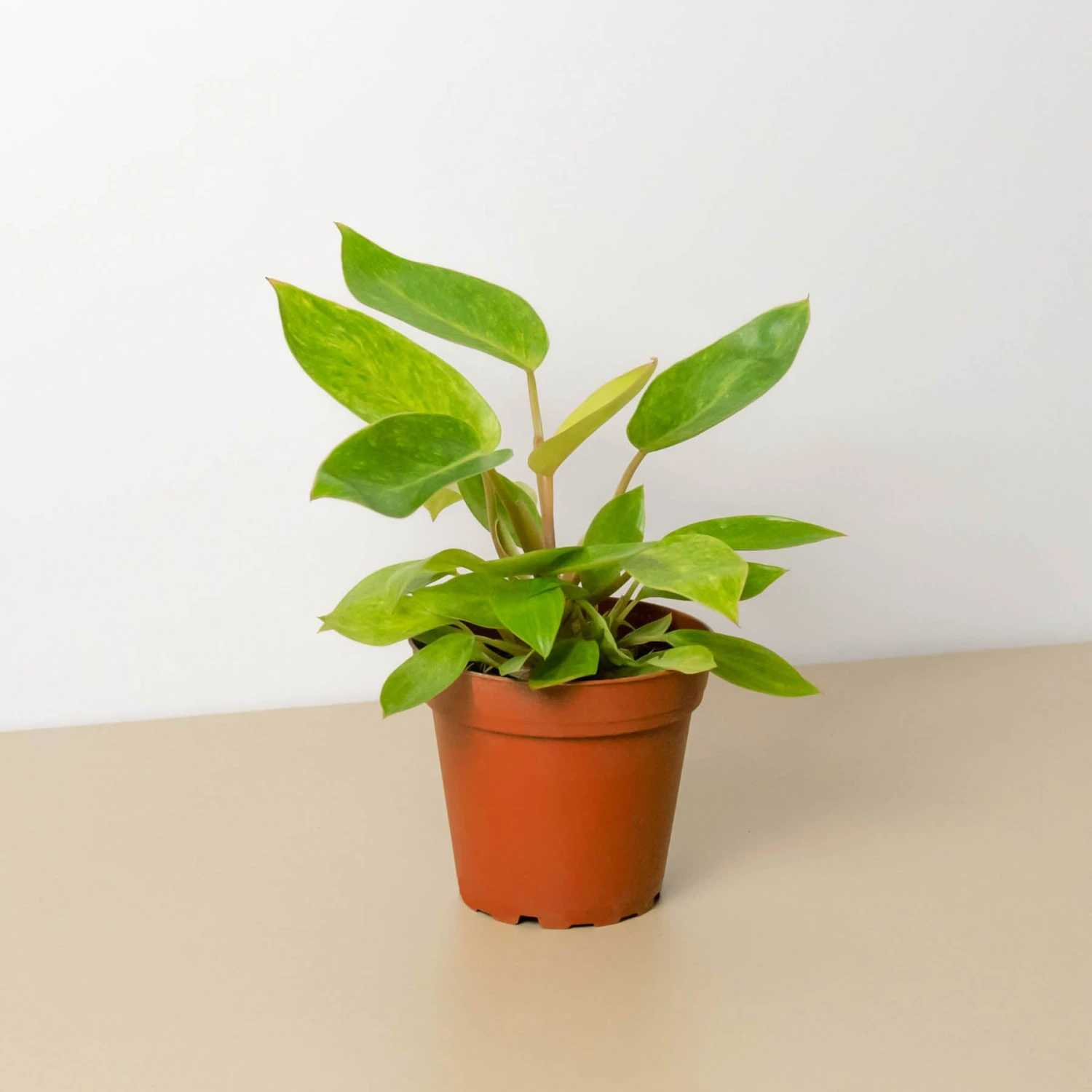 Philodendron 'Painted Lady' 1 Philodendron 'Painted Lady'