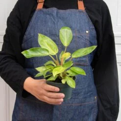 Philodendron 'Painted Lady' 6 Philodendron 'Painted Lady' -Plant house 4 PHILODENDRON PAINTED LADY 3 97532749 64b7 4fca b767 bbdd2dd61edf