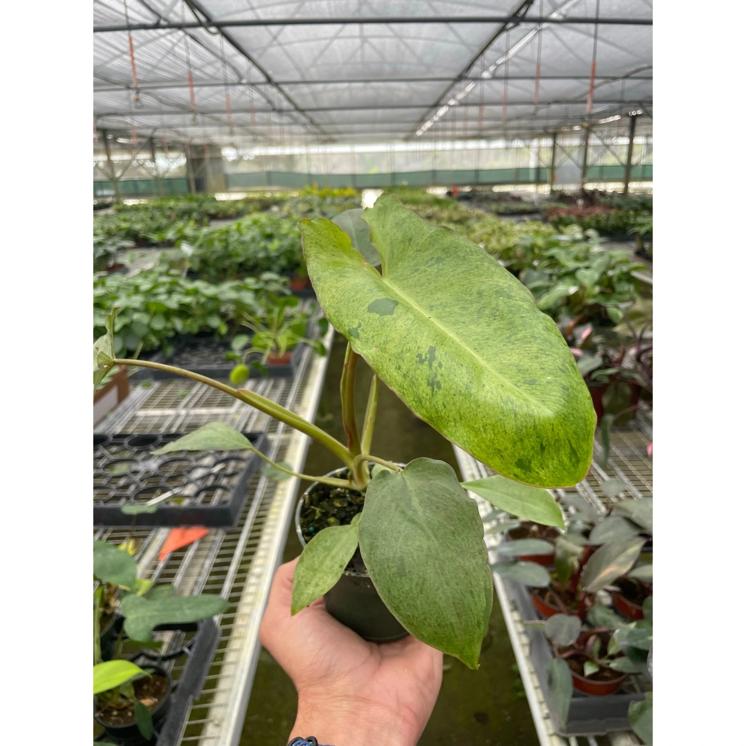 Philodendron 'Paraiso Verde' 2 Philodendron 'Paraiso Verde' - Image 2