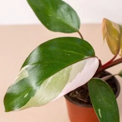 Rare Plant Bundle -Plant house 4 PHILODENDRON PINK.PRINCESS 2.1