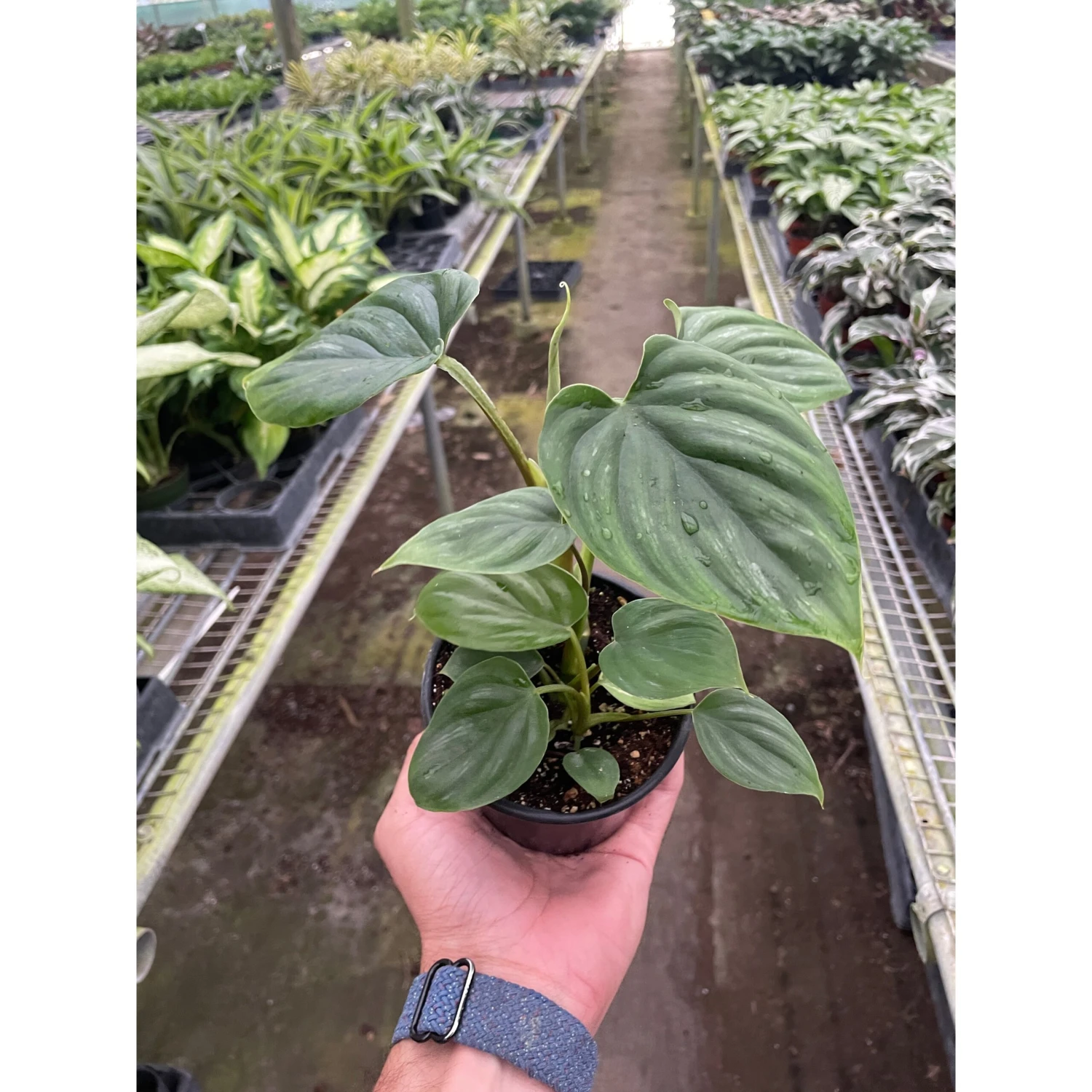 Philodendron 'Plowmanii' 1 Philodendron 'Plowmanii'