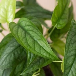 Monstera 'Siltepecana' 12 Monstera 'Siltepecana' -Plant house 4 PHILODENDRON SILTEPECANA 2