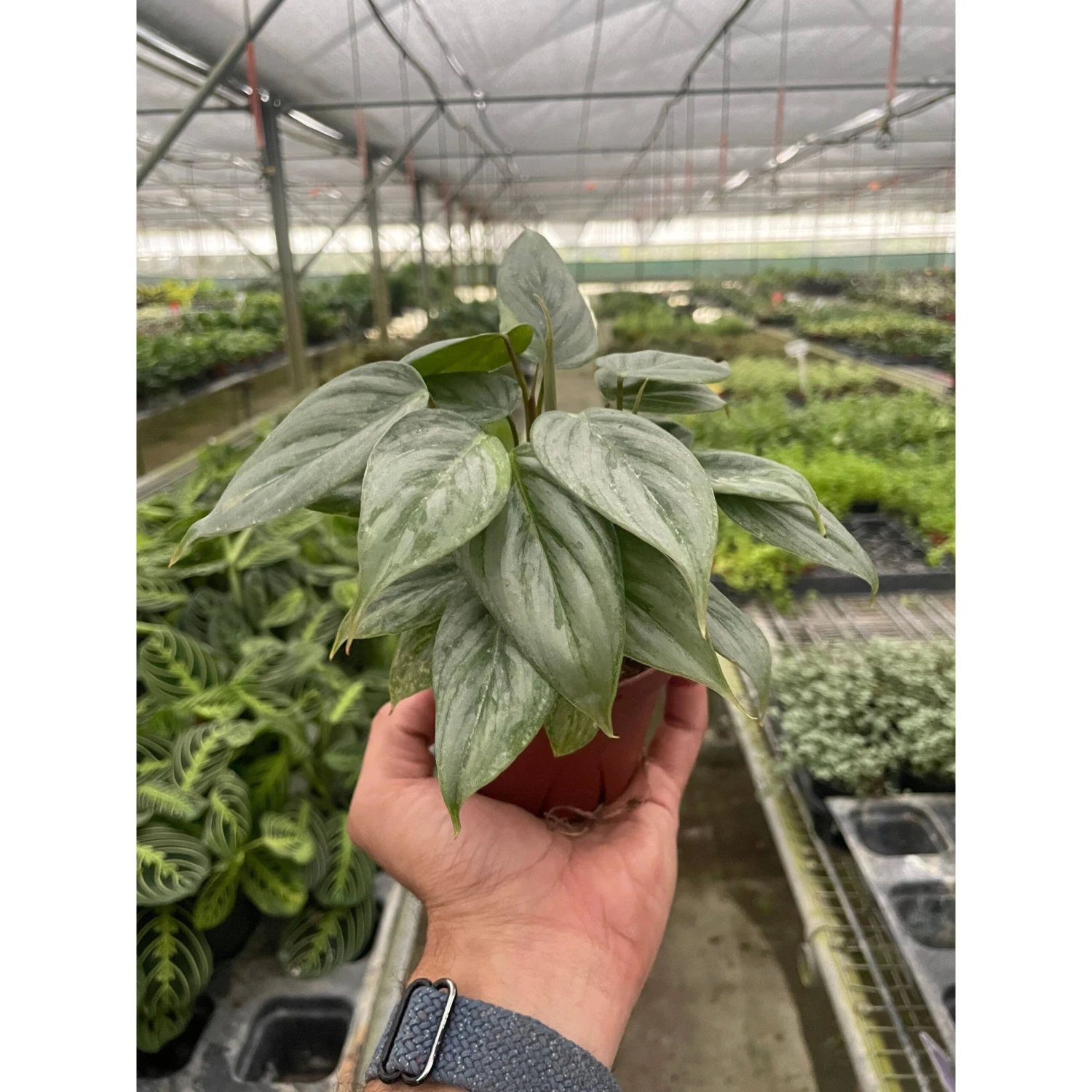 Philodendron 'Sodiroi' 2 Philodendron 'Sodiroi' - Image 2