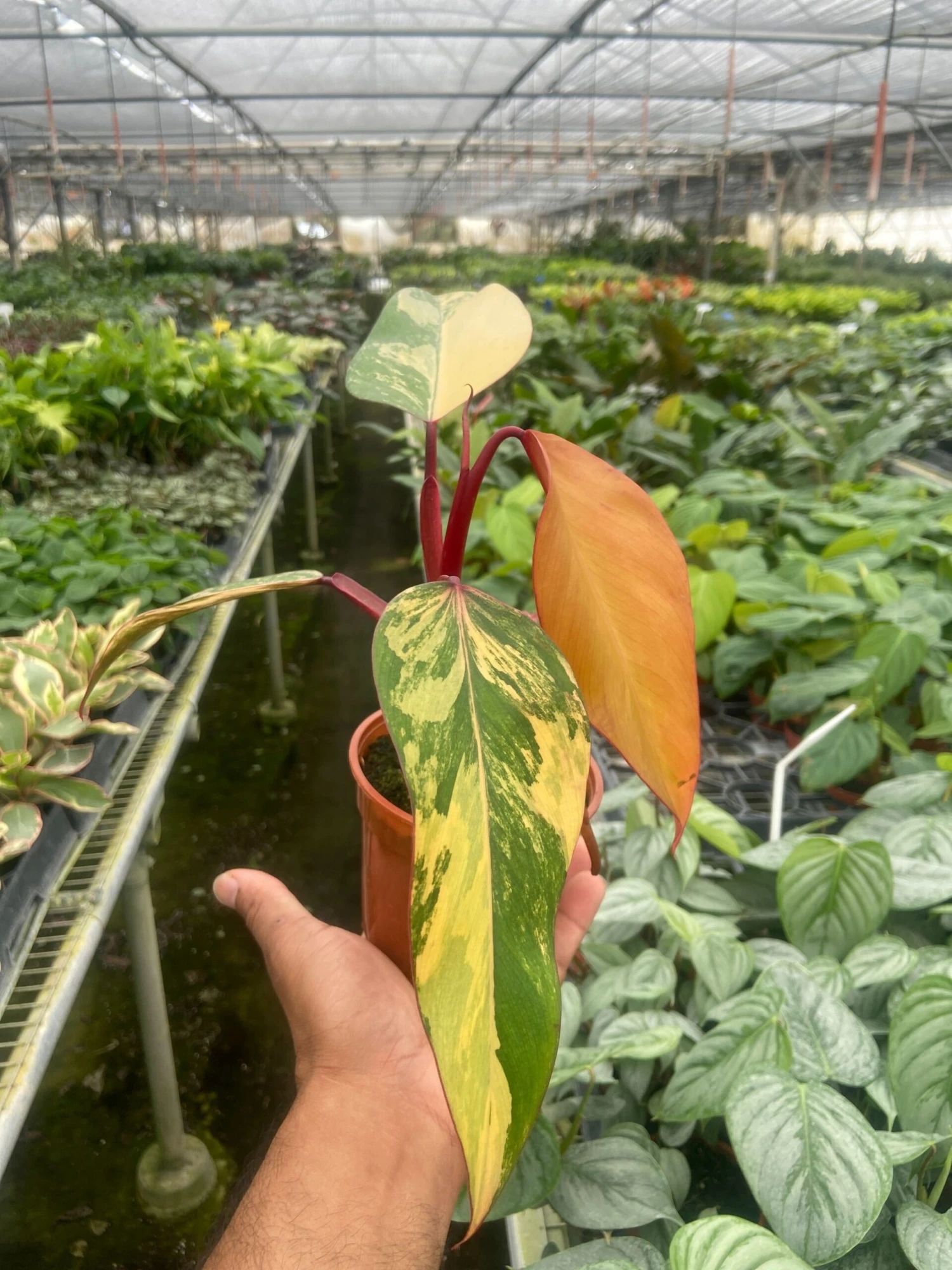 Philodendron 'Strawberry Shake' 1 Philodendron 'Strawberry Shake'