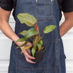 Philodendron 'Summer Glory' -Plant house 4 PHILODENDRON SUMMER.GLORY 3