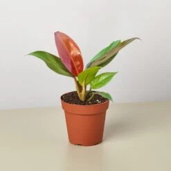 Philodendron 'Sun Red'