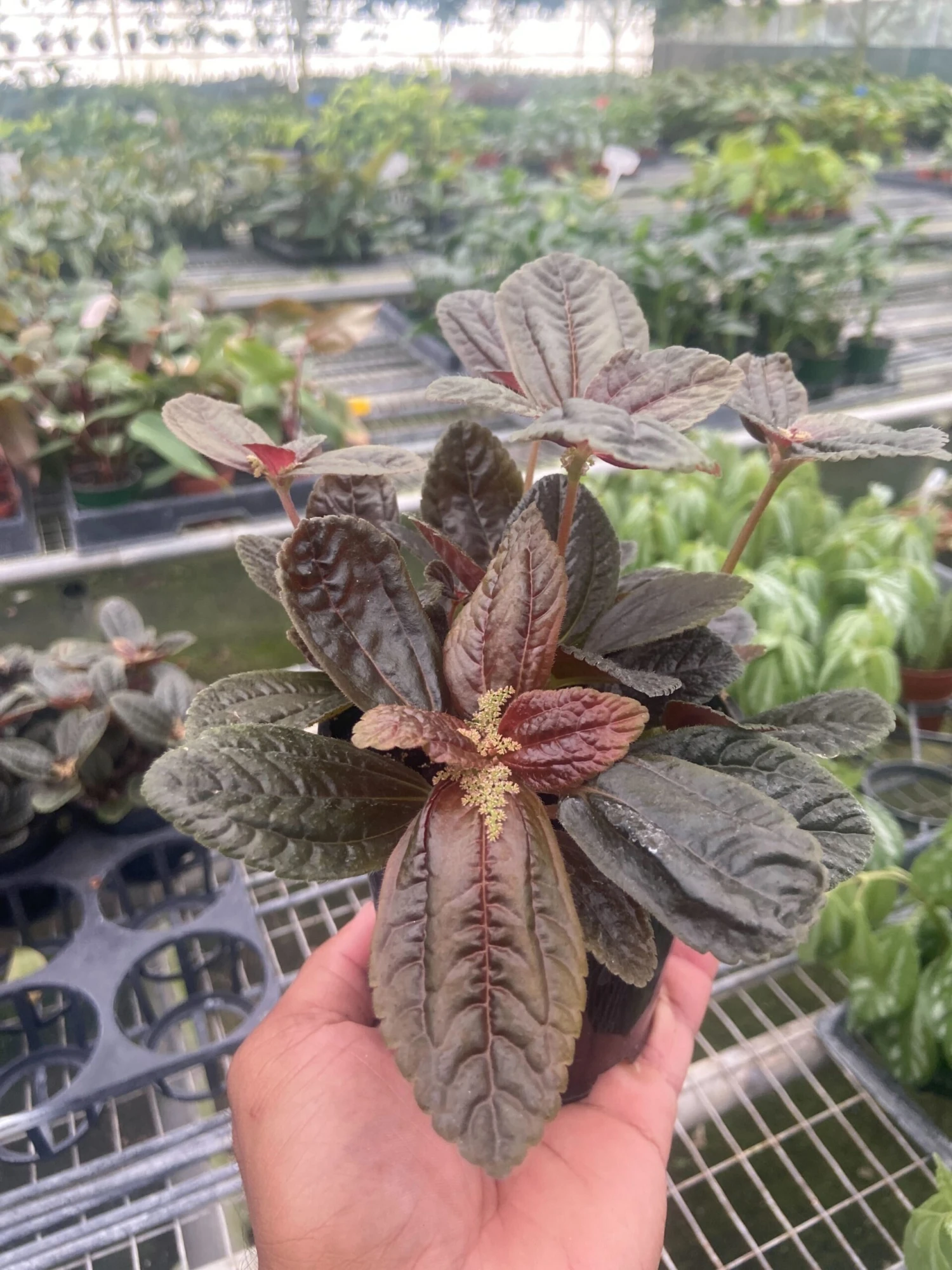 Pilea 'Chocolate' 1 Pilea 'Chocolate'