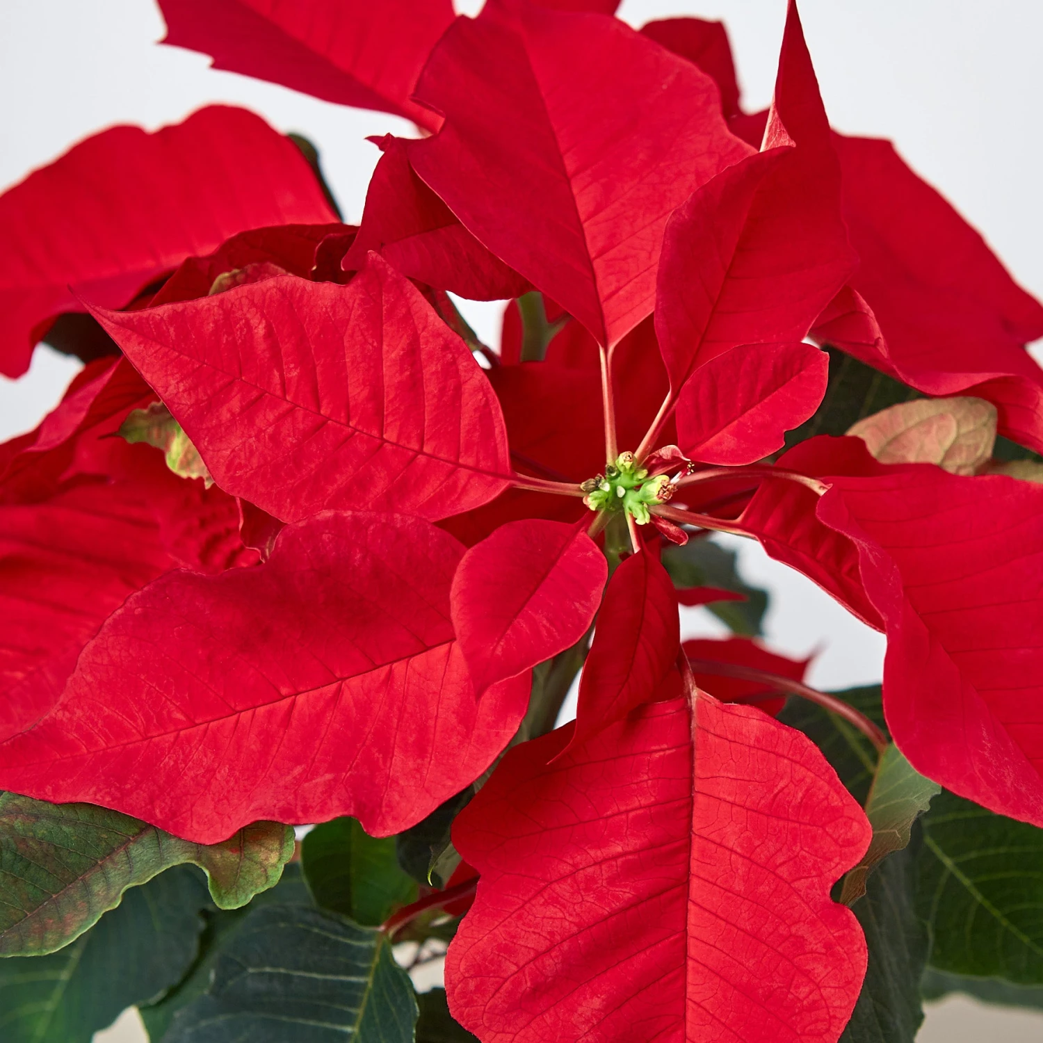 Poinsettia 'Red' 2 Poinsettia 'Red' - Image 2