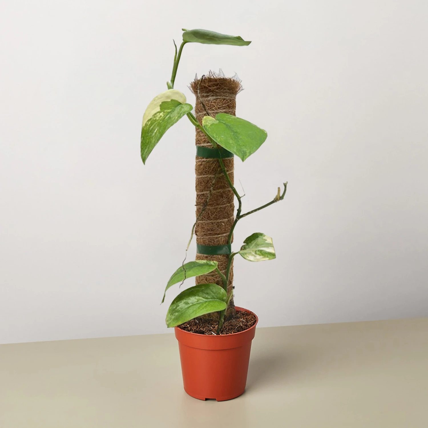 Pothos Jade Satin Albo 1 Pothos Jade Satin Albo