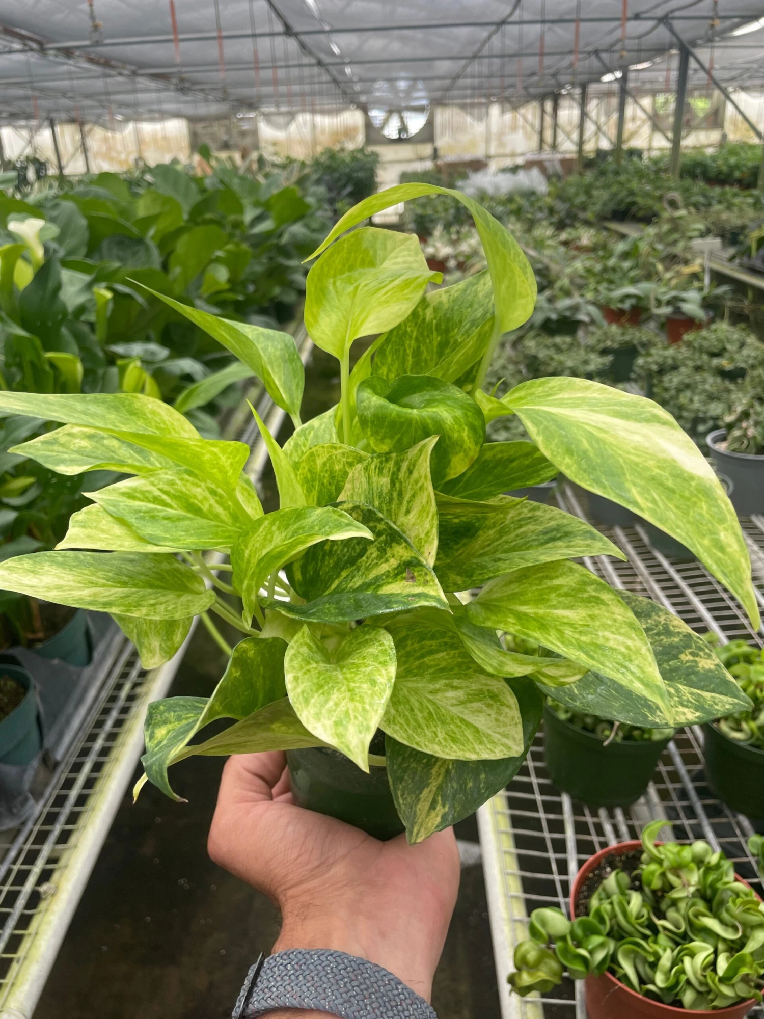 Pothos 'Neon Queen' 1 Pothos 'Neon Queen'