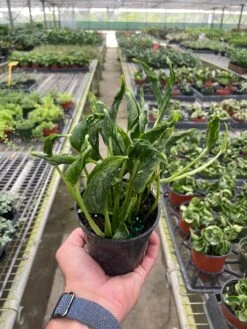 Pothos 'Shangri La' 7 Pothos 'Shangri La' -Plant house 4 POTHOS SHANGRI.LA TEMP 11.20.23