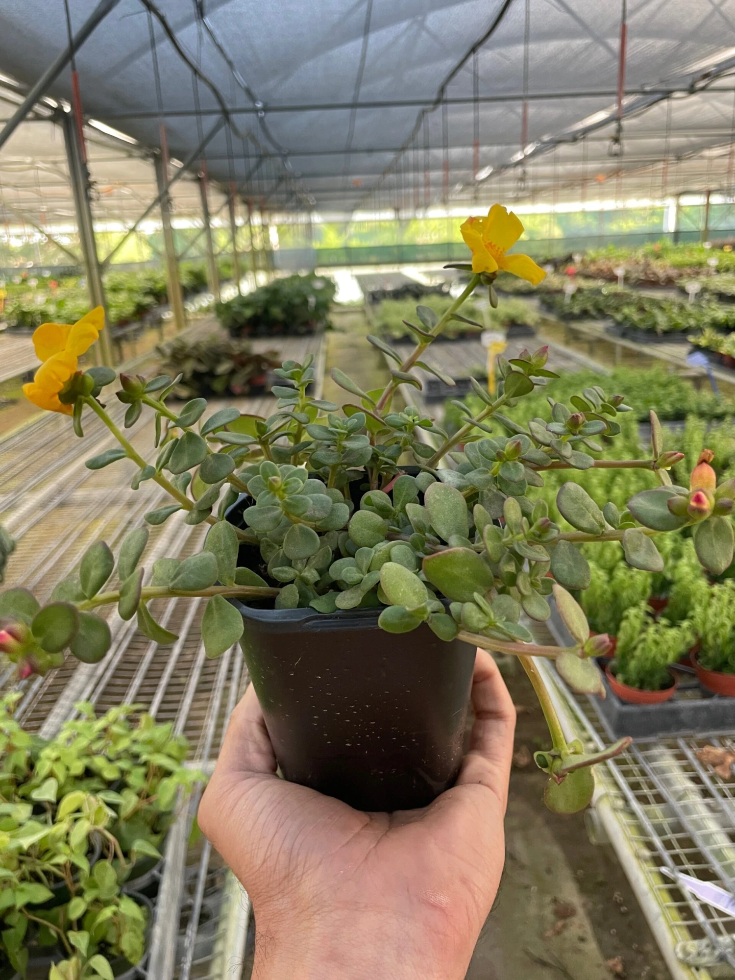 Purslane 2 Purslane - Image 2