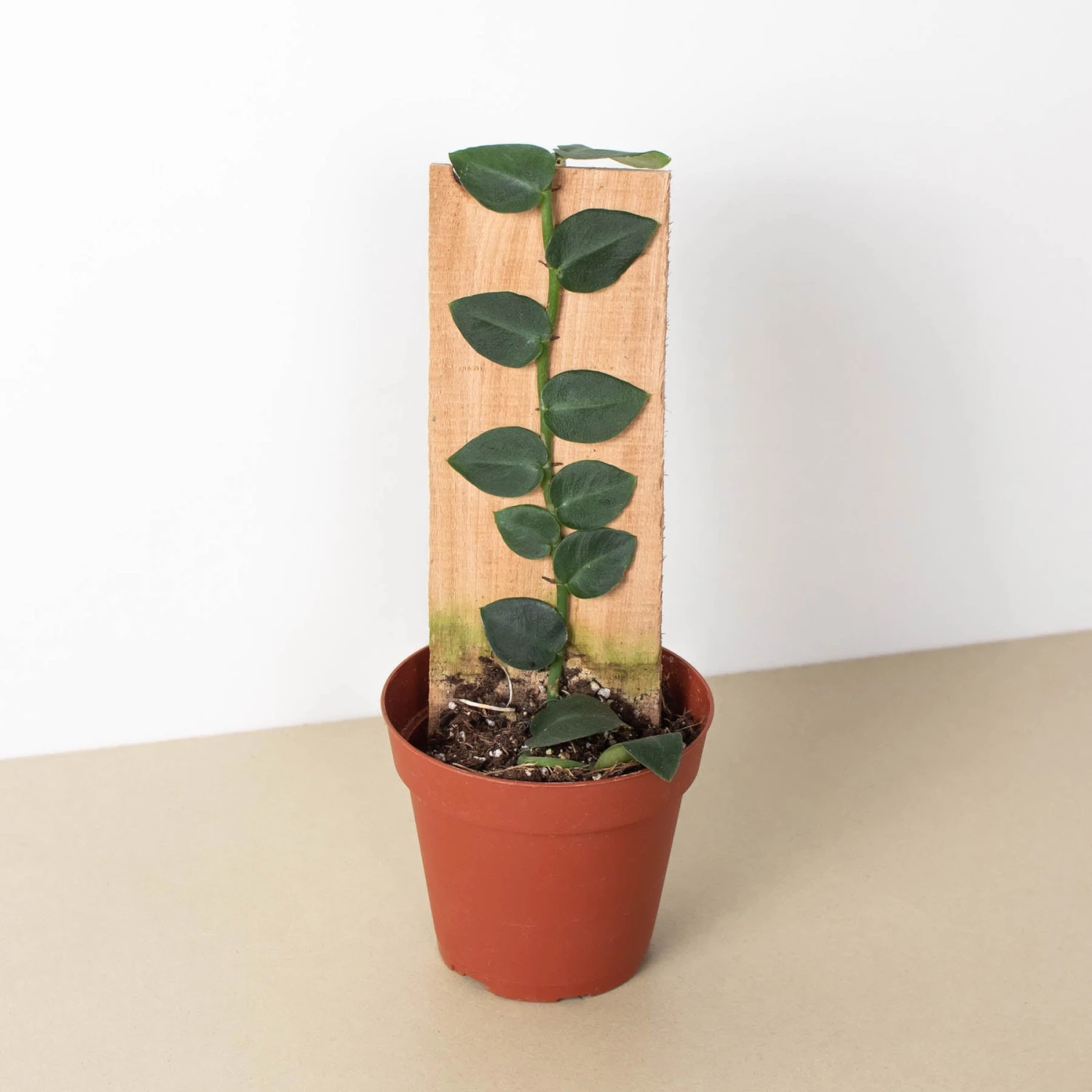 Rhaphidophora 'Hayi' (Shingle Plant) 1 Rhaphidophora 'Hayi' (Shingle Plant)