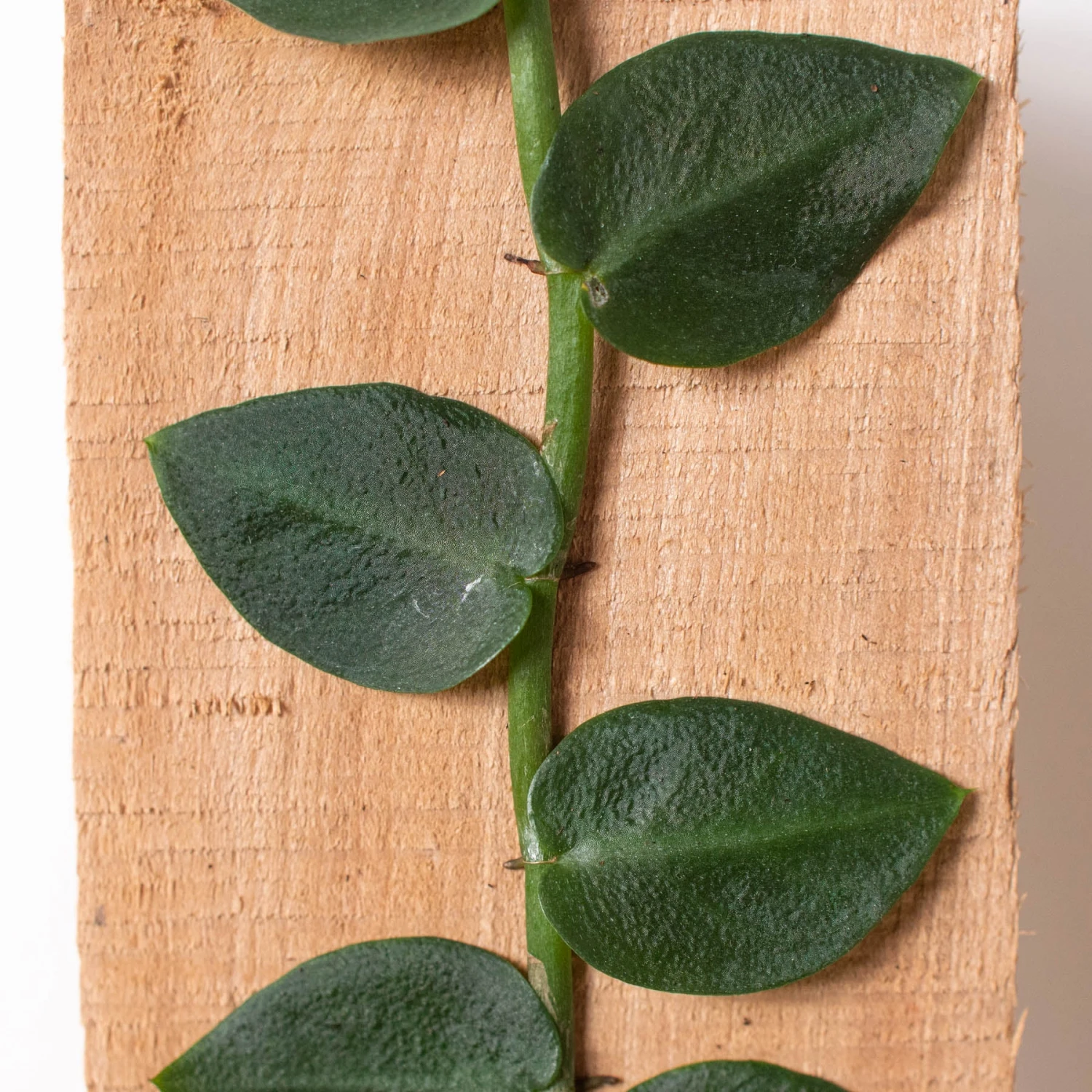 Rhaphidophora 'Hayi' (Shingle Plant) 2 Rhaphidophora 'Hayi' (Shingle Plant) - Image 2